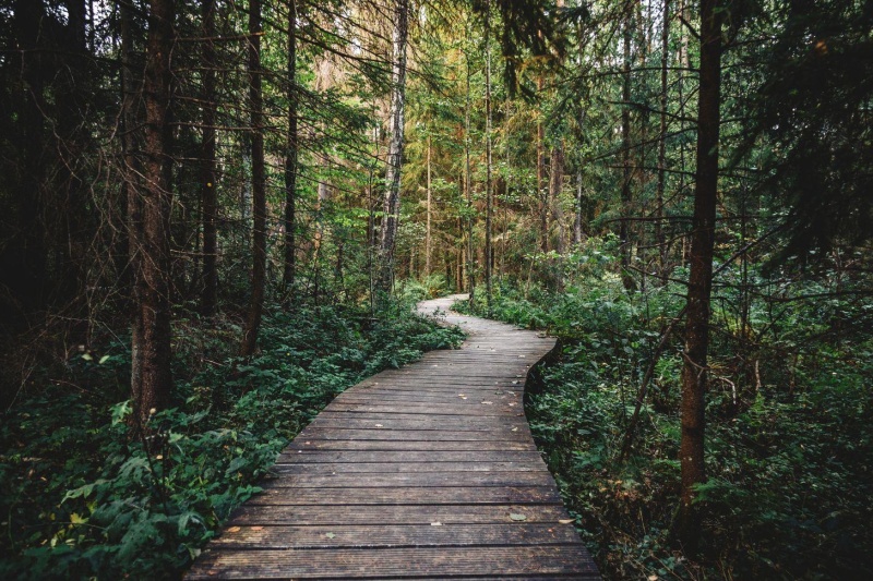 Forest path