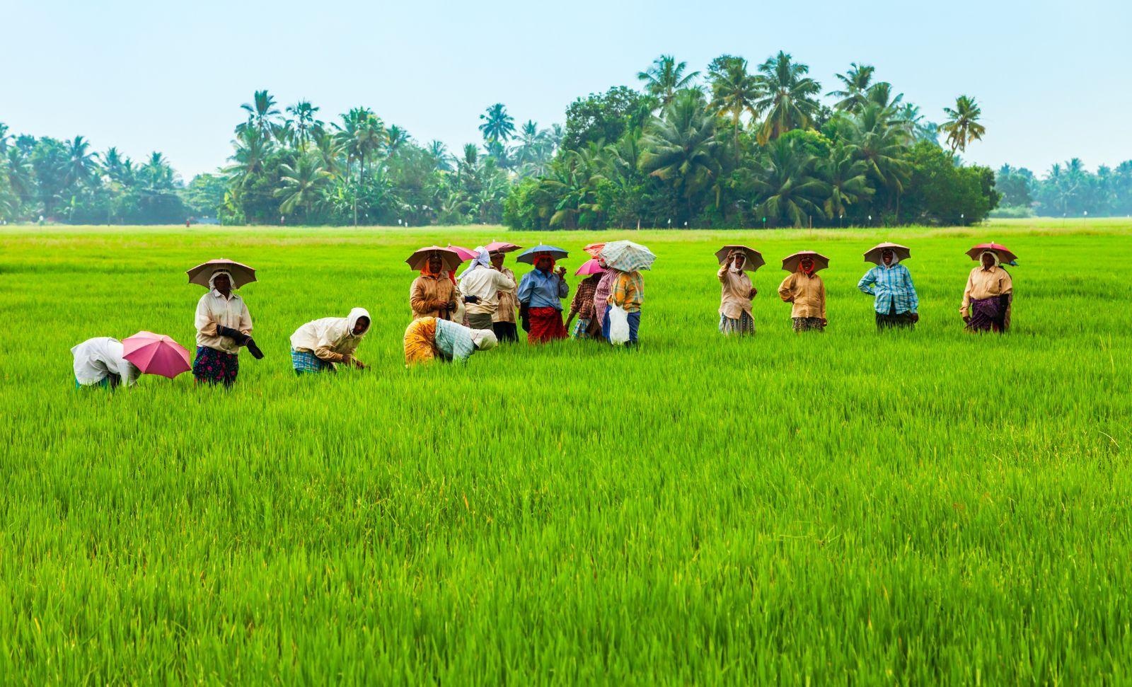 People in field