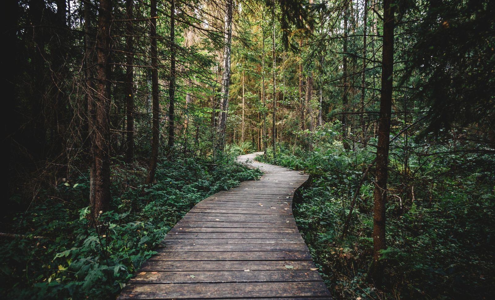 forest path