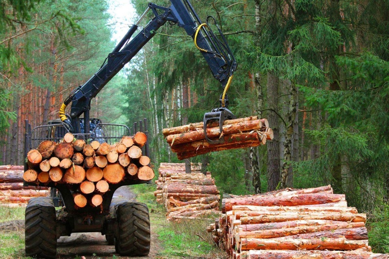 Timber wood forest