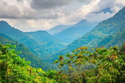 Jungle canopy