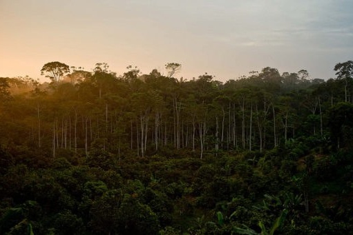 Tall trees sunset