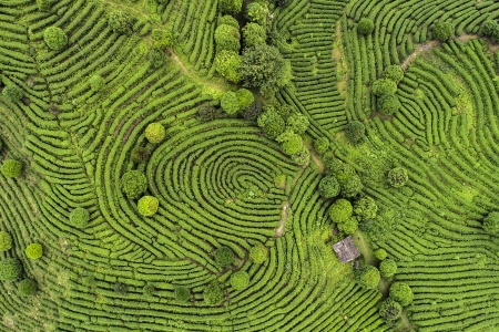Aerial view of Tea fields